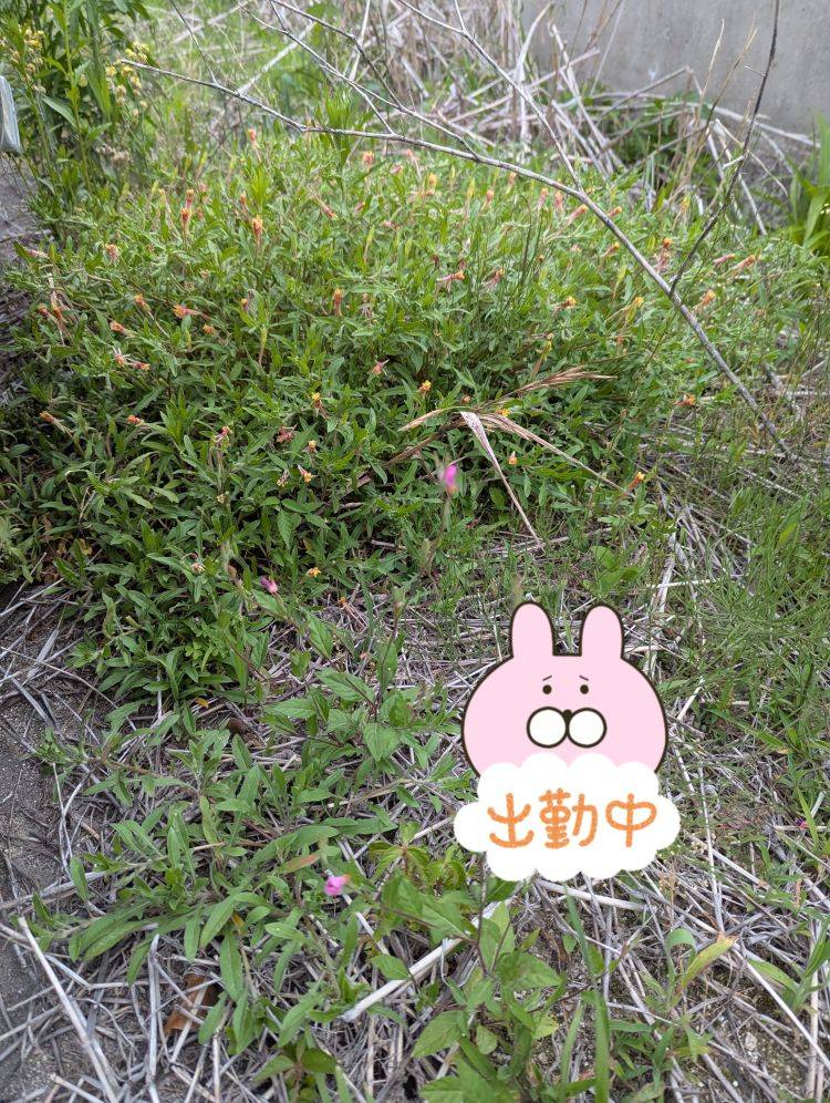 ゆうこ（(西予・宇和島)おいしい奥様）