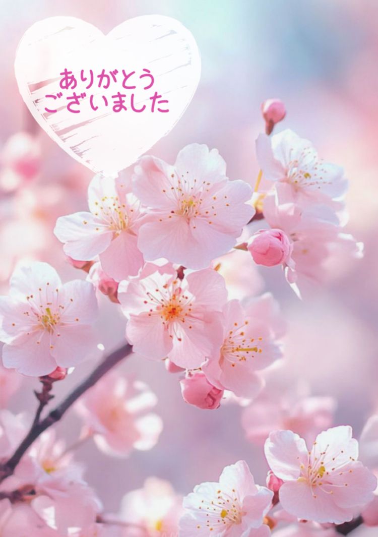 昨日のお礼🌸