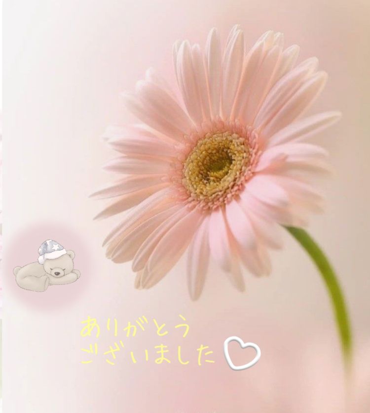 昨日のお礼🌹