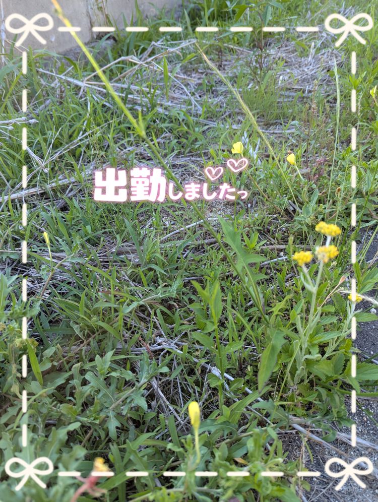 出勤しました(˶' ᵕ ' ˶)