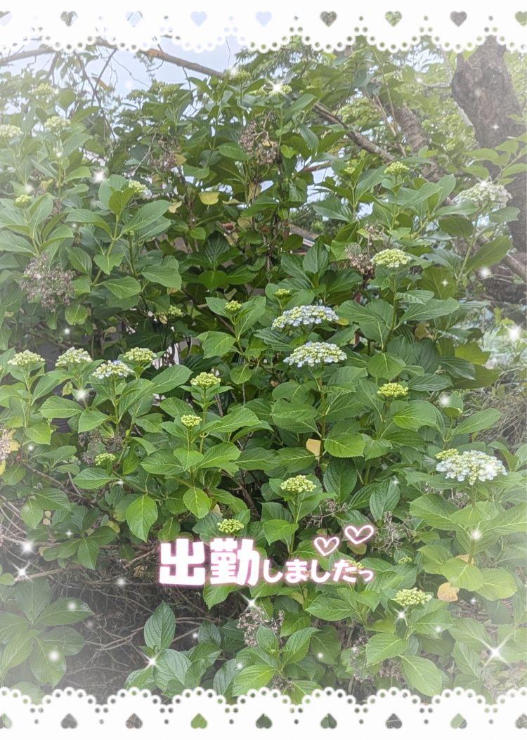 出勤しました(˶' ᵕ ' ˶)