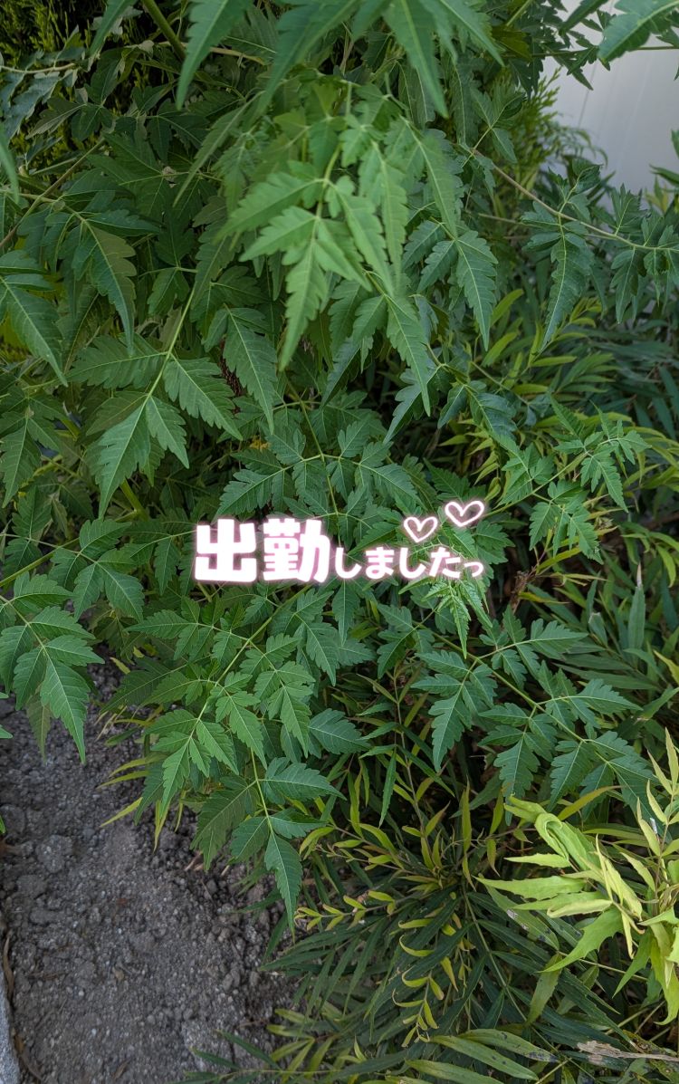 出勤しました(˶' ᵕ ' ˶)