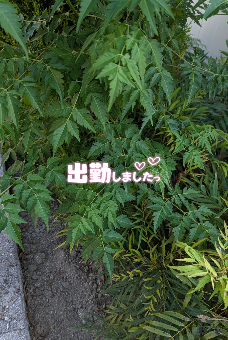出勤しました(˶' ᵕ ' ˶)