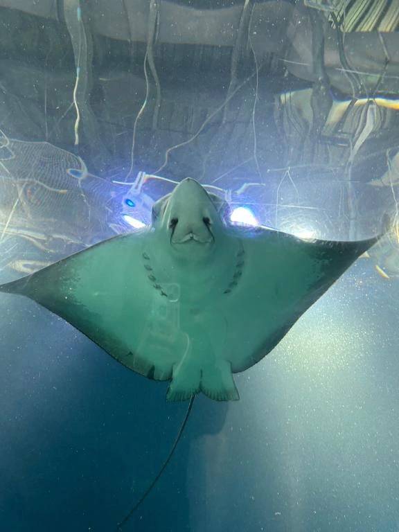 フワリ(One and Only)