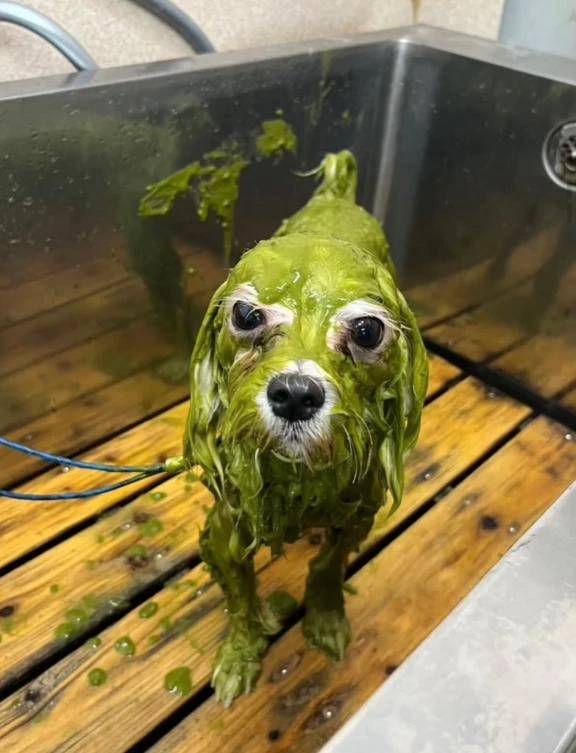 🥀_.ごめんなさい