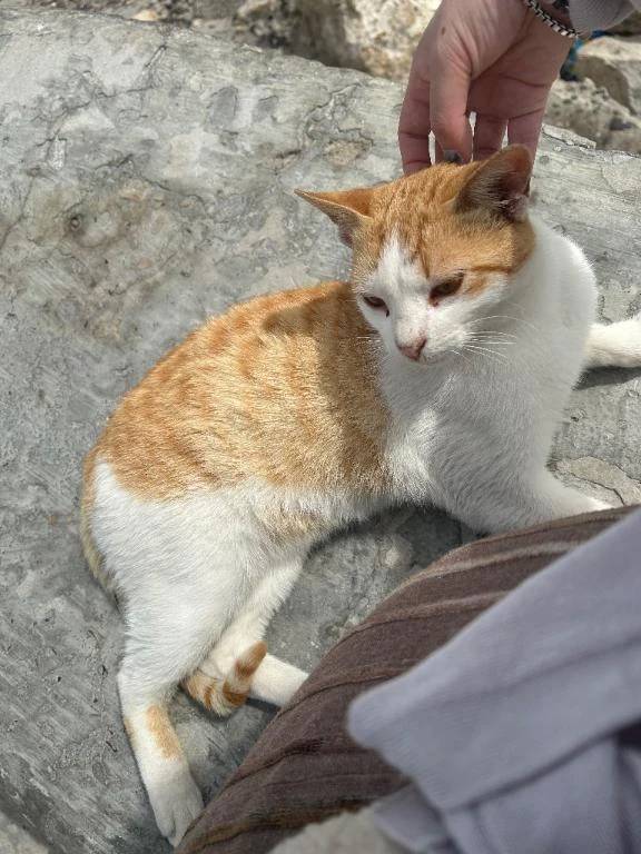 ねこを讃えよ🐈