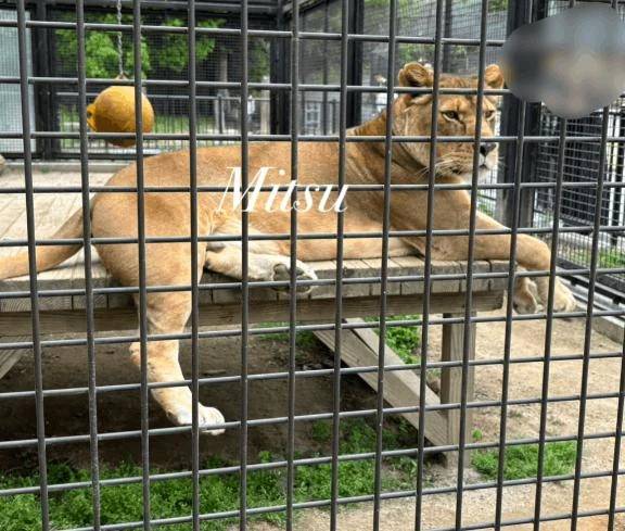 🍯がおーですけどね