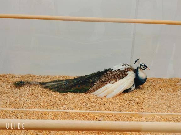 クジャクのオス…。