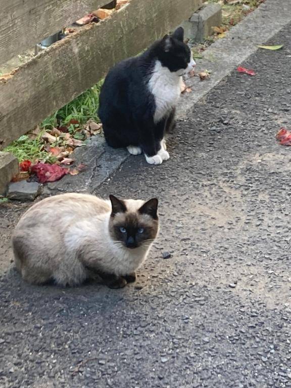 りあ♡バニーガールの夢を見る♡（金毘羅ソープ　俺のシンデレラ）
