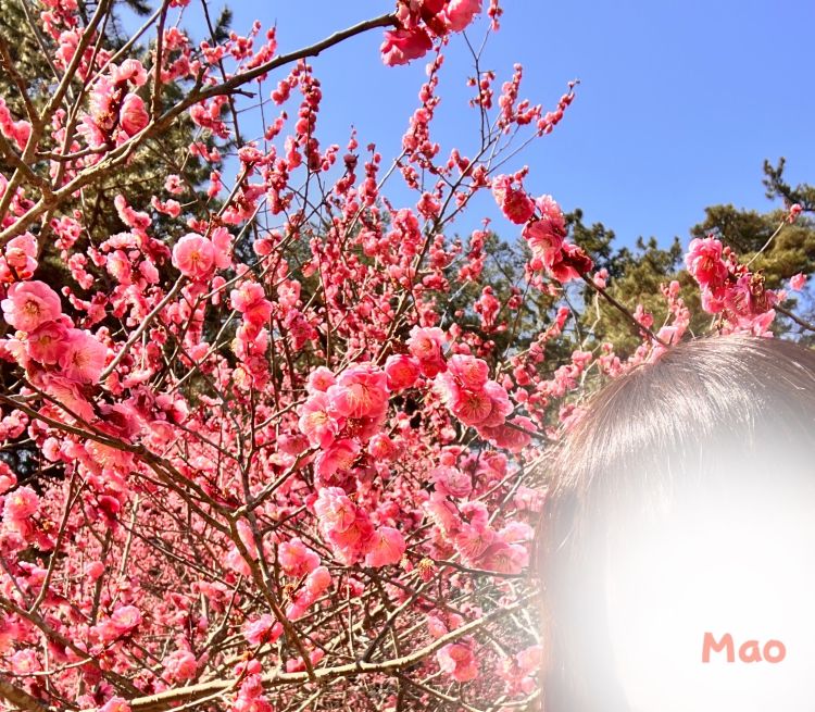 たまには花も愛でます🌸