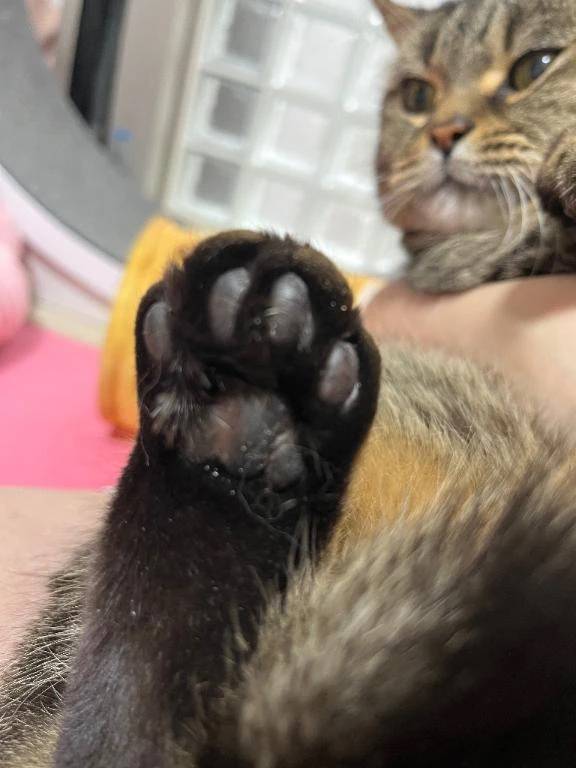 猫しかかたん🥺👊