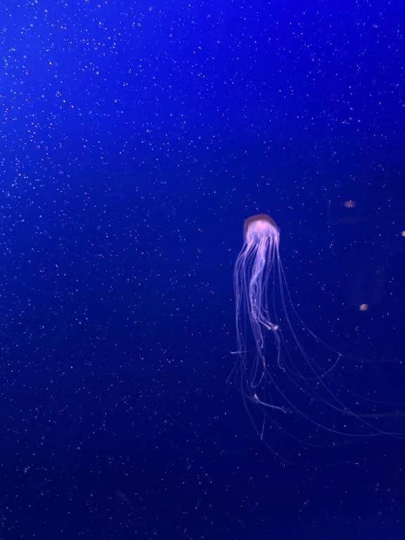 👼🏻海月って書くのもすき💗