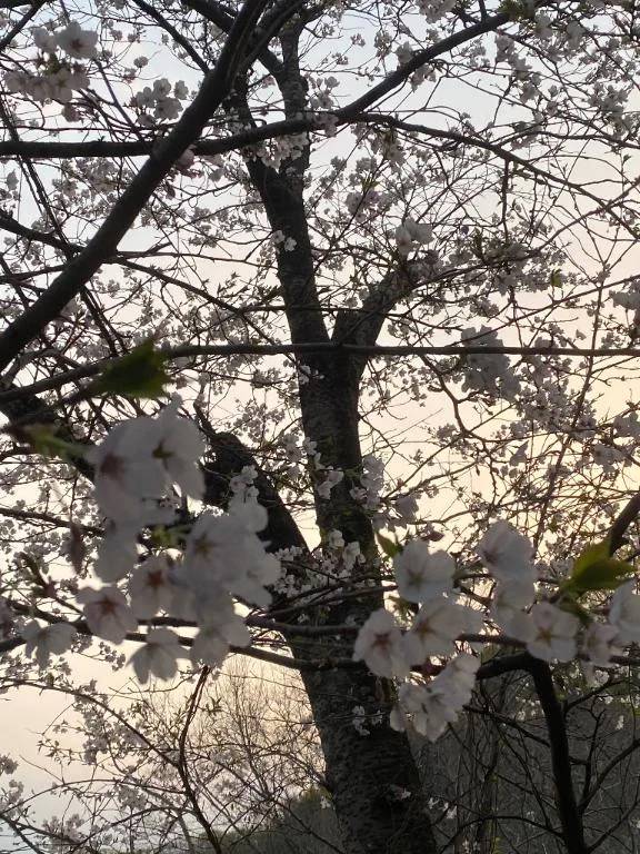 みさきちゃんより