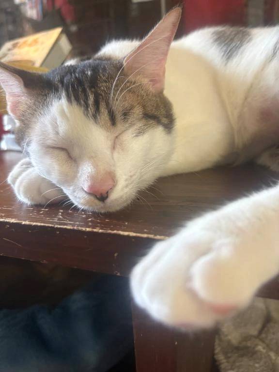👼🏻ねこさまさま💗