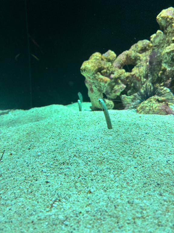 出勤のお知らせ- ???