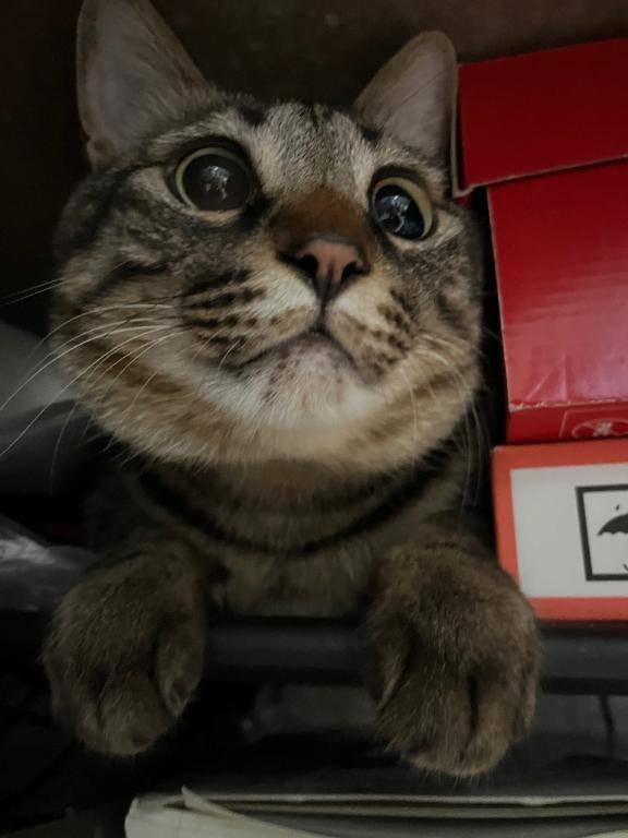 [お題]from:パパンさん