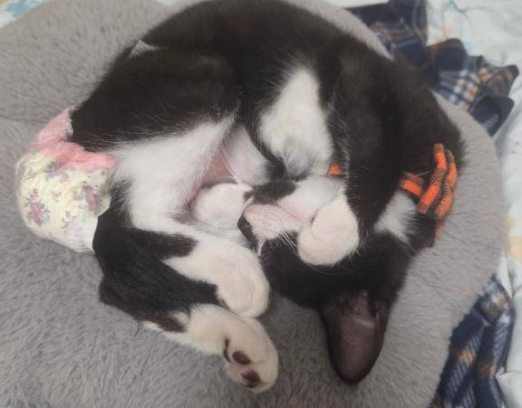 エデしゃん?(猫が写っています)