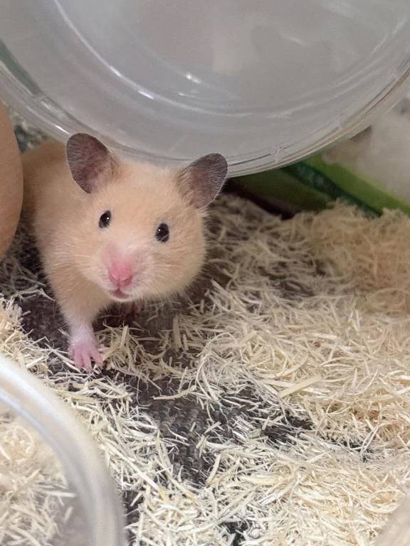 マイペット🐹