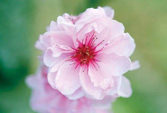 夏空 らむね（PLAY BOY X-OVER）