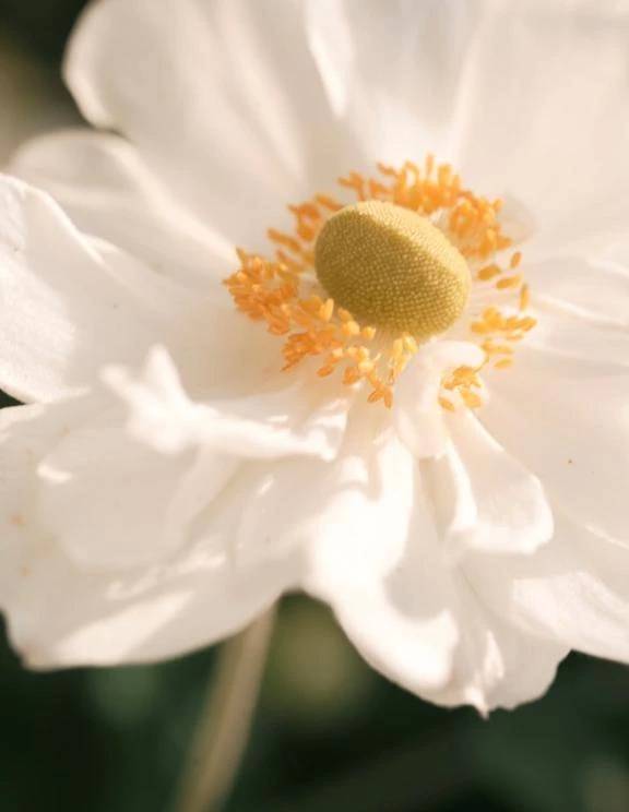 東雲 せりな（PLAY BOY X-OVER）