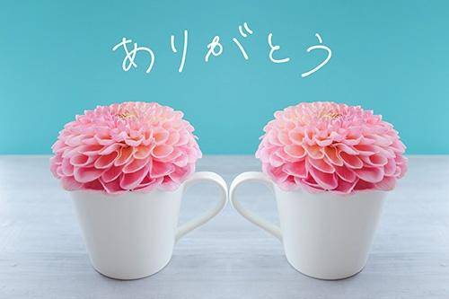??コスモス203リピ様?