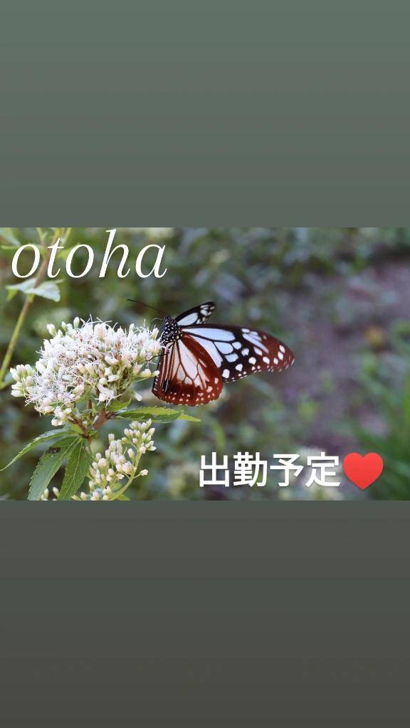 ーーおとは出勤予定ーー