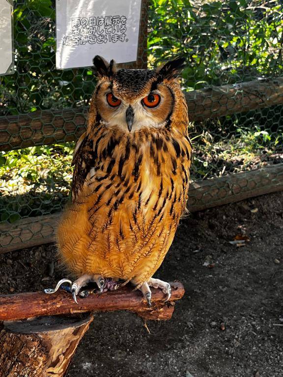 急用ができちゃいました?みたいなのしたかったのに