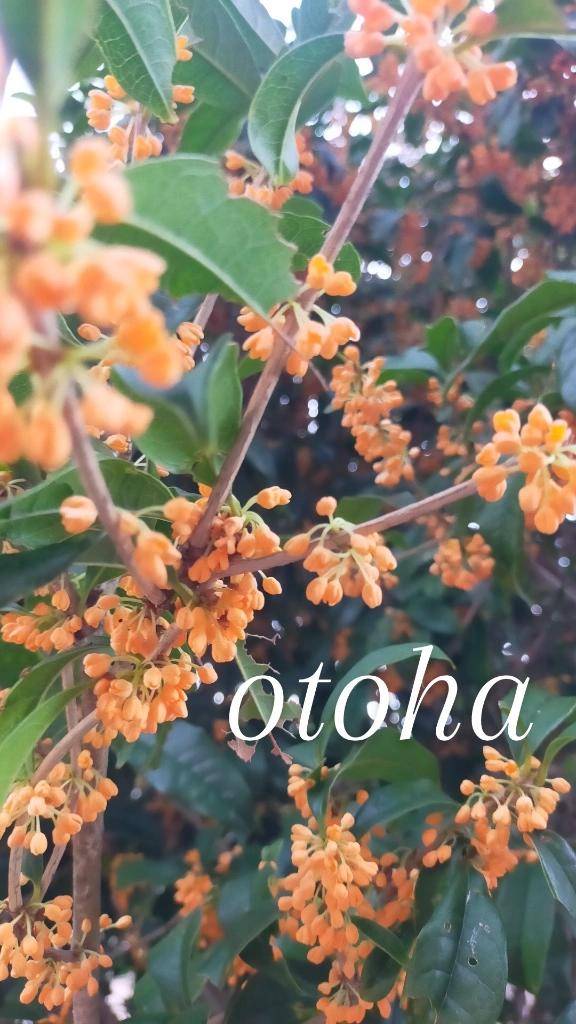 ーおとは帰りますー