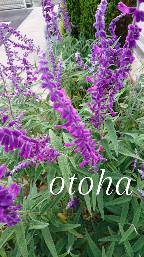 おとはの宝物☆