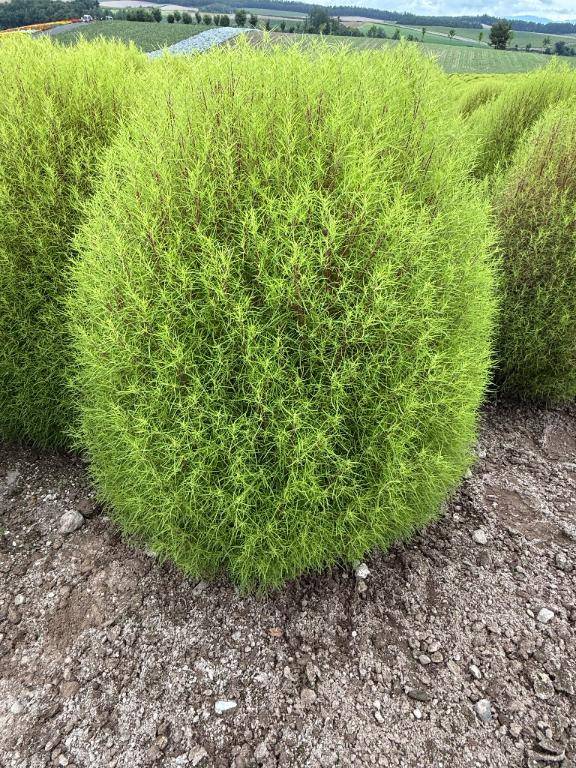 大安イベントデー