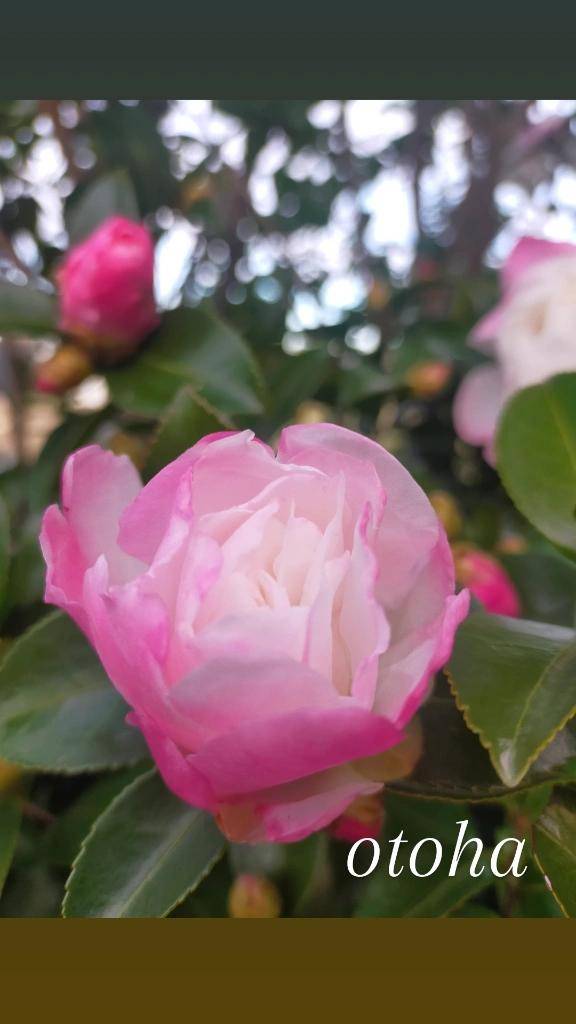 ?咲き始めました?