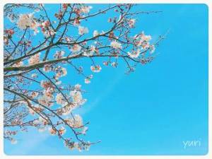 『とある日の桜』