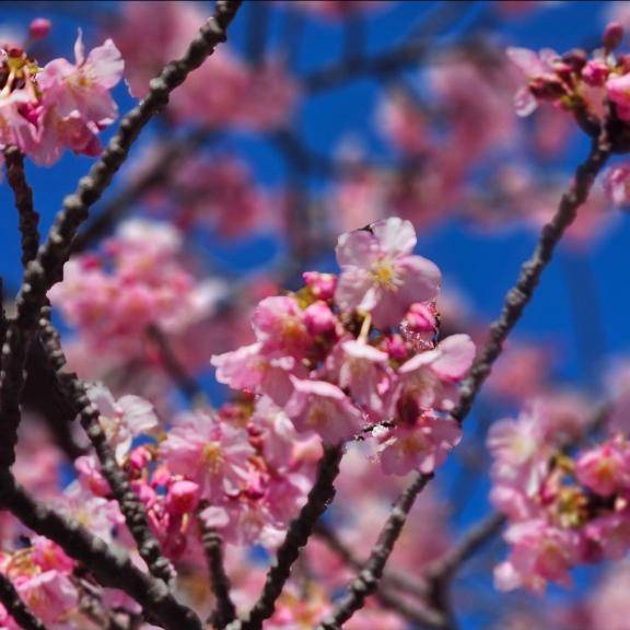 3月19日お礼??ベル308のはじめまして様