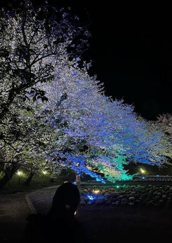 桜?