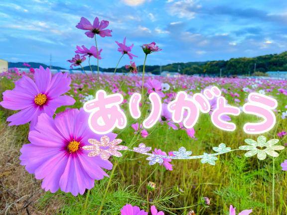 ラジャイスタナ101のリピーター様?