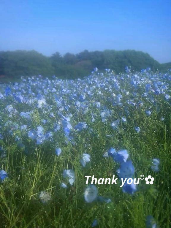 ? シルビア 305 ?