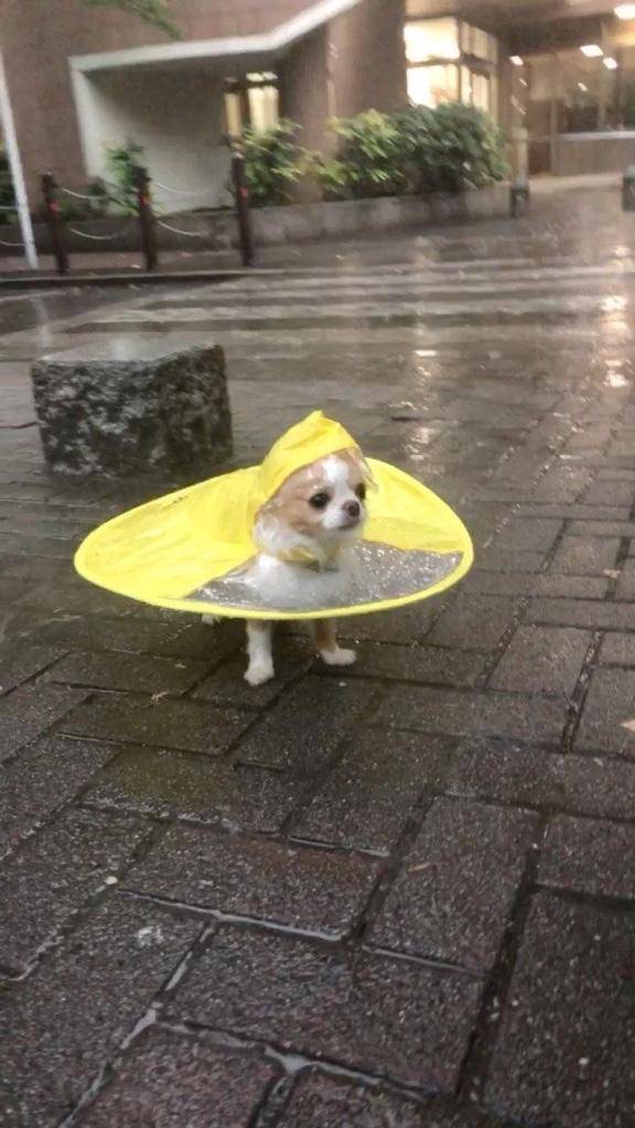 はく(Haku)(高知出張メンズエステ-RELAX)