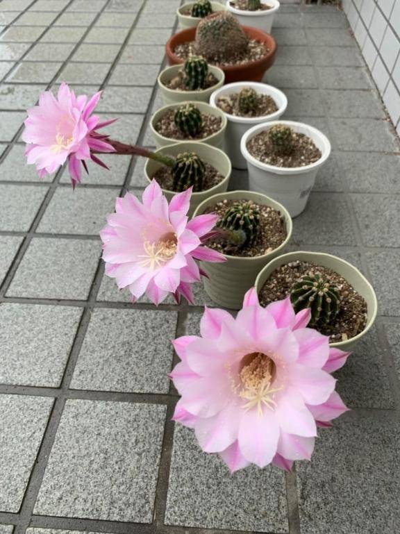 キャッスル406号室の方へ?