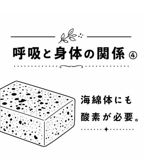 ④ 呼吸と身体
