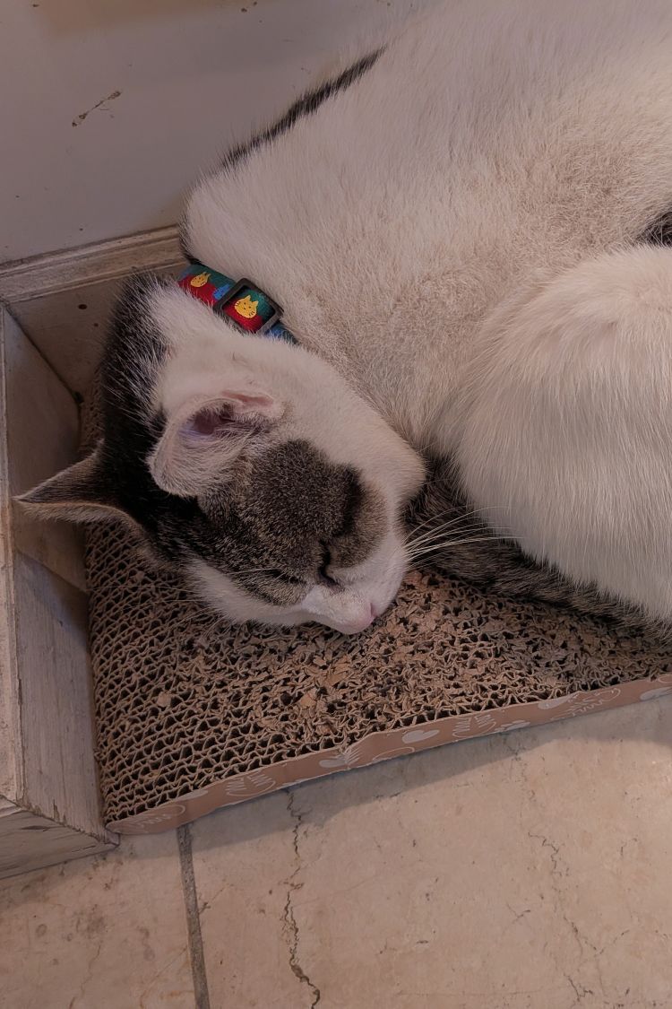 みる（ロイヤル土佐）