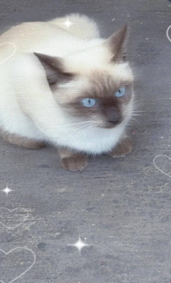 🐱❕