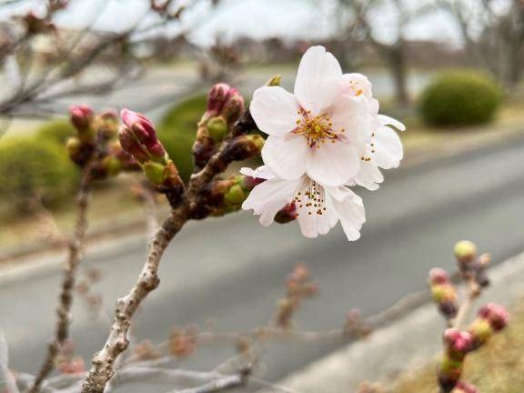 ❥🌷🍥〰️🌸