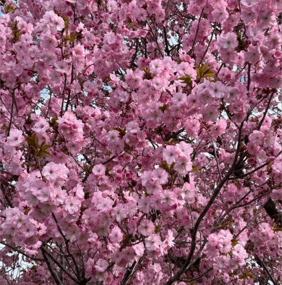 本日新居浜ホテル、ビジネスお伺いします♡