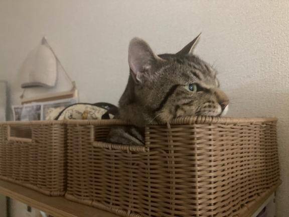 やぁぁぁぁぁっと！！