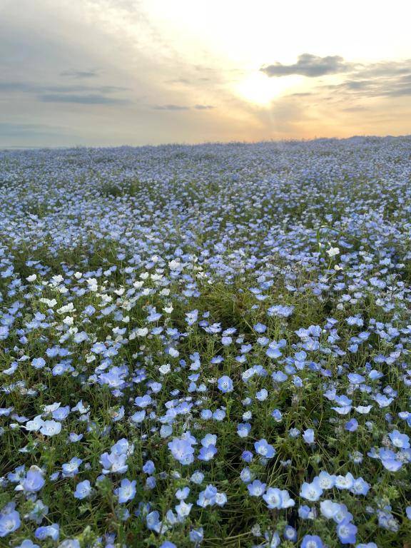 ホシナ