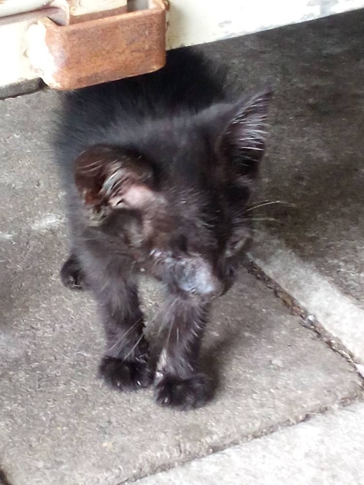 新顔🐱こんにちは❗