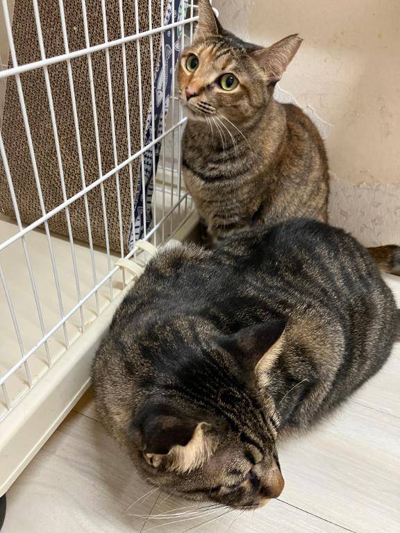 投票チケット…