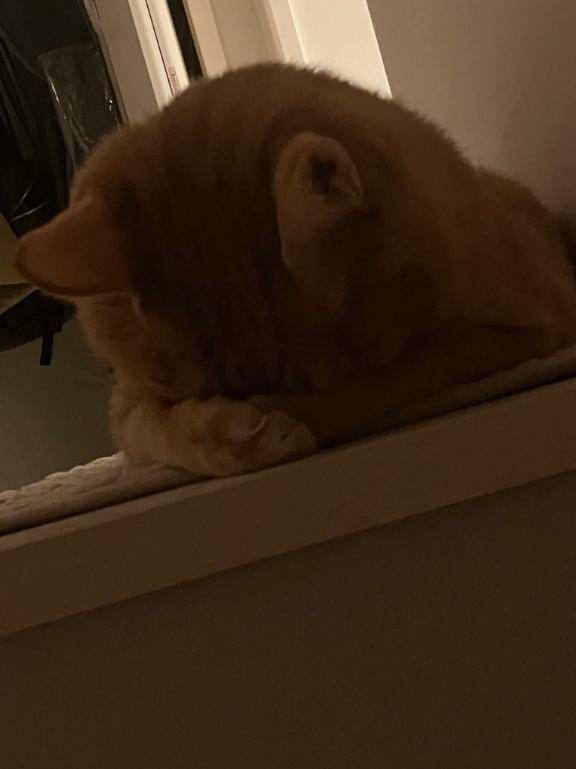 ありがとうございました