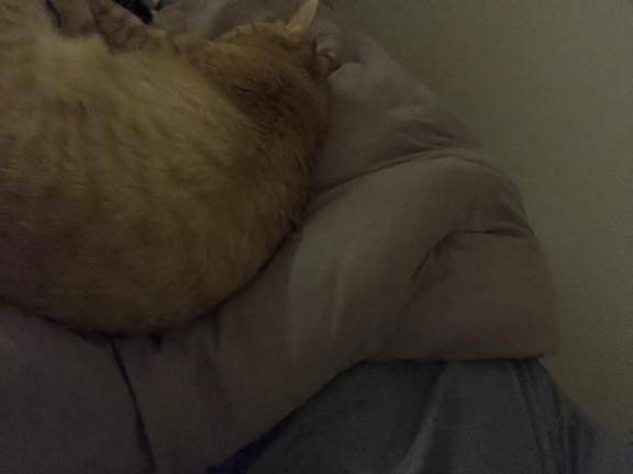 ありがとうございました