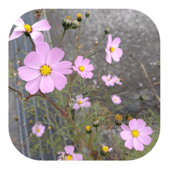 しのぶ（千姫）